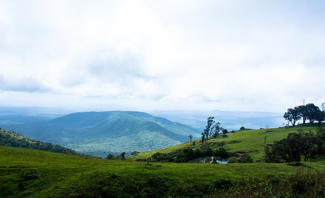 是否引进 是否引进